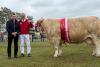 Northern Ireland’s John Moore judges the 2026 Danish Simmental National Show