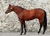 City Of Dubai Upsets Oklahoma In Key Killarney Maiden