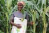 Beyond awareness: the real market signal for FAW-, rust- and rosette-tolerant seeds in Southern and Eastern Africa