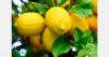 South Africa maintains 49.4 million-carton lemon export forecast