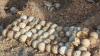 Georgia's sea turtle hatchlings are coming soon. Here's where