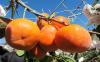 Farming ministry releases typhoon damage estimates