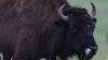 Tourist Hospitalized After Bison Tossed Him Into The Air At Yellowstone
