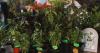 Fresh and local: Preston Farmers Market in full swing for year three