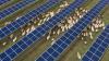 Solar panels and sheep turn desert in China into eco-pastureland