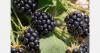 UK blackberry season starts weeks earlier than usual