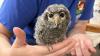 Tiny owl with bulging eyes rescued from 98,608-acre wildfire in Colorado