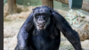 Kansas zoo mourns the loss of beloved chimpanzee