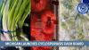 Michigan launches cyclosporiasis dashoard, 2,640 cases now reported