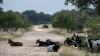 A Texas county now accounts for nearly a third of US screwworm cases