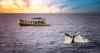 12 Best Places to Watch Whales in the U.S., From Icy Fjords to Warm Lagoons