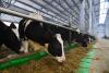20 steers, approximately 800-pounds each, stolen from farm in Wisconsin