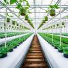 China Avails 5 Agricultural Experts to Namibia