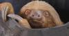 Florida’s temporary sloth import ban expires