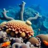 Secret Symbiotic Partnerships Flourish on Caribbean Coral Reefs