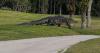 Florida explains why alligators are more active following attacks in recent weeks