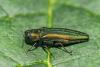 Agriculture Commissioner Continues Concern Over Emerald Ash Borer