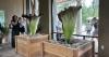 Pee-ew! The rare, stinky corpse flower is blooming at the Huntington