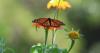 North Central Florida's monarch butterfly population is declining. Here's why
