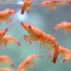 Shrimp Feeding Behavior Studied in Simulated Microgravity for Space Aquaculture