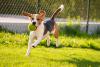 <![CDATA[Protecting more than paws: A guide to choosing safe and effective dog sunscreen]]>