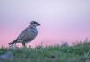 UK could be set to lose its first bird species due to climate change