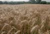 Wheat Promotion Board invests $78K in Arkansas wheat research, outreach