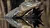 Florida wildlife experts: Monetizing alligator-petting videos bad idea