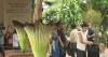 2 corpse flowers make for a stinky double bloom at Southern California's Huntington Library