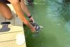 North Carolina scientists save green sea turtle, then return it to the ocean