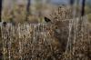 El Niño may test Latin America markets, with Colombia most exposed, UBS says