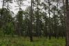 Texas A&M researchers to examine Big Thicket National Preserve economic value