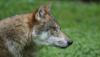Wolf and jackal hunting season starts this week in Latvia