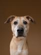 Companion of the Week: Meet Blu! ?