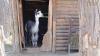 Alpaca Chico’s summer makeover: scenes from Tbilisi Zoo. Video