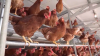 Oklahoma reaches $44 million settlement in poultry litter pollution lawsuit