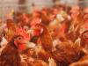 Oklahoma AG to try again to settle poultry pollution lawsuit