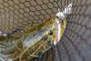 Pennsylvania anglers warned to kill 'Frankenfish' on sight after creek catch