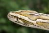 Florida sounds alarm as Burmese pythons establish a foothold in Charlotte County