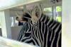 Authorities search Nebraska home and find a zebra among nearly 60 neglected animals