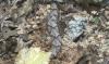 North Carolina family posts urgent snake photo after mother is bitten, pleading for answers