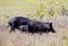 Texas screwworm cases climb, and experts fear feral hogs could carry parasite into Oklahoma