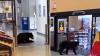 Alaska black bear wanders into base commissary, samples a peach, and strolls back out