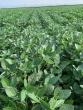 A year makes a big difference for southern Illinois farmer’s crops