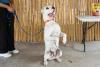 SOCIETY: Palm Beach County Animal Care & Control’s pets available for adoption