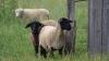 Beef and lamb farmers launch shared sustainability roadmap