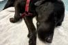 Grateful dog owner describes mountain rescue after canine apparently ingests cannabis