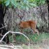 Don’t ‘Treat’ Wildlife Like Livestock: AGFC urges public to report suspected screwworm or parasite cases rather than attempting DIY treatments on wild deer 