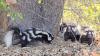 California rescuers return 4 rare spotted skunks to the wild, including an orphan flown 400 miles