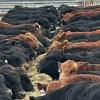 Iowa team looks at late-term feedlot death loss to improve future interventions